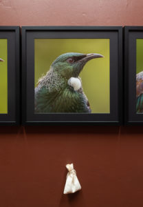 A.A.M. Bos, Laughing Cavaliers (Sir Tūī Guelders), 2019. Colour photographs, cotton, whole spices. Overall dimensions variable (52.5 x 52.5cm frame). Photo by Arekahānara.