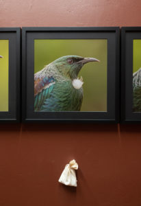 A.A.M. Bos, Laughing Cavaliers (Sir Tūī Groningen), 2019. Colour photographs, cotton, whole spices. Overall dimensions variable (52.5 x 52.5cm frame). Photo by Arekahānara.