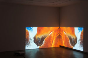 Nathan Pohio, The feral horses of Natasha von Braun, 2015 (installation view). Dual-channel projection 5 mins 20 secs.