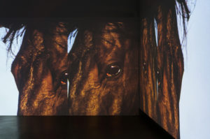 Nathan Pohio, The feral horses of Natasha von Braun, 2015 (installation view). Dual-channel projection 5 mins 20 secs.