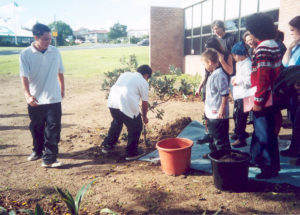Planting pōhutukawa at Te Tuhi