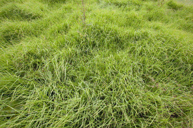 Richard Orjis, Grass Circle, March 2011. Kaihui grass, concrete. Courtesy of Melanie Roger Gallery. Photo by Sam Hartnett.
