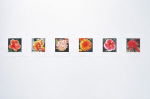Monique Redmond, FY [Front-Yard] Mugshots; Six looking glamorous, 2004 (installation view), 6 LED photographic prints, 200mm x 200mm each.