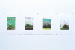 Monique Redmond, FY [Front-Yard] Mugshots; Four looking keen, 2004 (installation view), 4 LED photographic prints, 160mm x 200mm each.