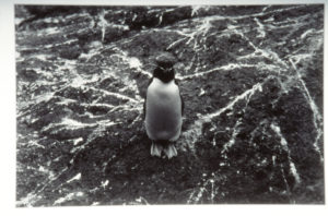 Peter Peryer, Rockhopper Penguin, Campbell Island, 1989. Black and white photograph.