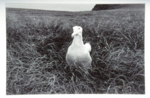 Peter Peryer, Wandering Albatross, Auckland Island, 1989. Black and white photograph.