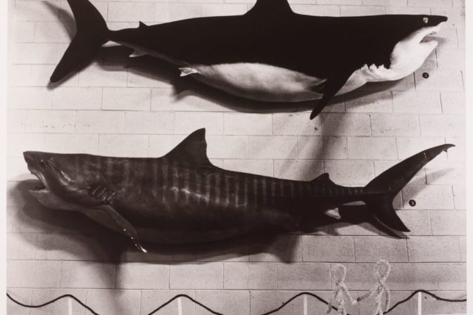 Marie Shannon, The Shark Museum, 1992.