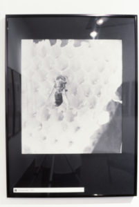 Laszlo Moholy-Nagy, Bienenwabe, 1939 (installation view).